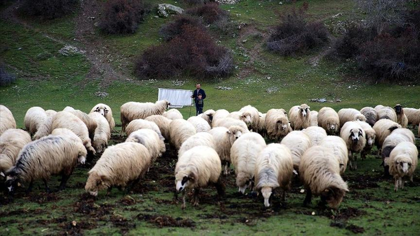 Tokat’taki yetiştiriciler hesaplarını kontrol etsin: 1,36 milyar TL’lik destek bugün yatırılıyor