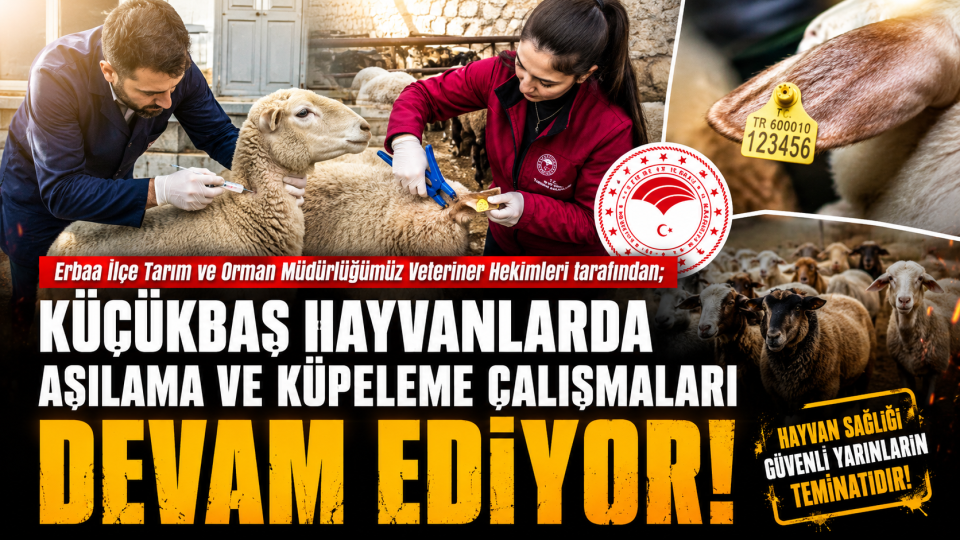 Erbaa’da küçükbaş hayvanlarda aşılama ve küpeleme çalışmaları sürüyor