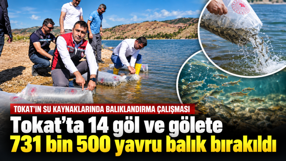 Tokat’ta 14 göl ve gölete 731 bin 500 yavru balık bırakıldı