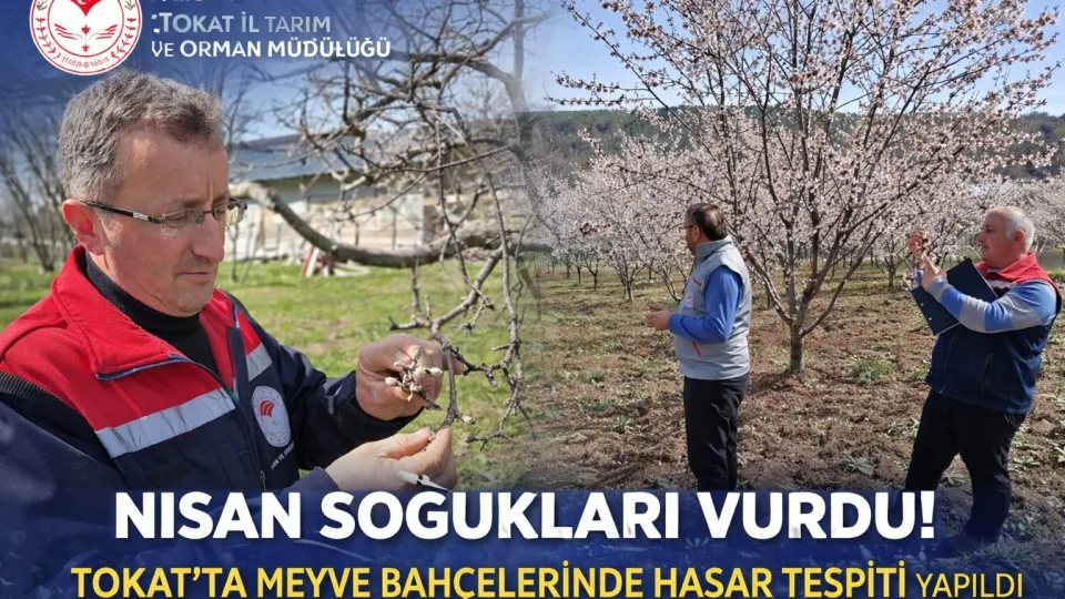 Tokat’ta bu yıl meyve ağaçlarını soğuk vurdu mu? Tokat İl Tarım Müdürlüğü Hasar Tespitine Başladı