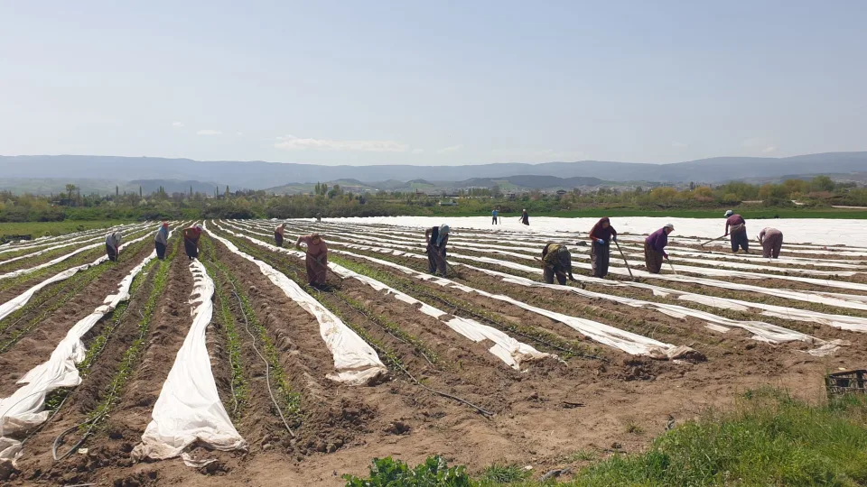 Tokat’ta Tarım Denetimleri Sürüyor: Üreticilere Hastalık Uyarısı