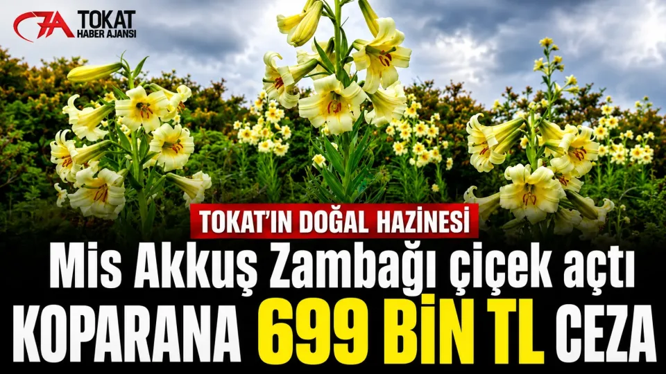 Tokat yaylalarında Mis Akkuş Zambağı açtı: Koparmanın cezası 699 bin TL