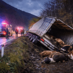 tokatta-gece-yarisi-korkutan-tir-kazasi-yaralilar-kurtarildi-6-hayvan-olay-yerinde-telef-oldu