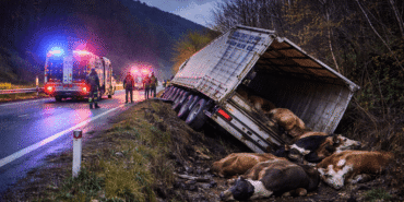 tokatta-gece-yarisi-korkutan-tir-kazasi-yaralilar-kurtarildi-6-hayvan-olay-yerinde-telef-oldu